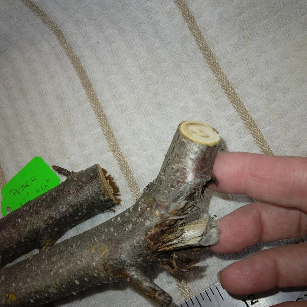 Natural Peach Tree long should